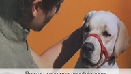 Pokaz DOGIQ