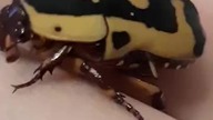 Pachnoda aenula beetle #chrząszcz 