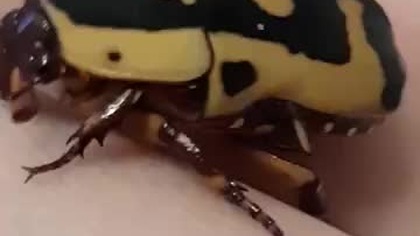 Pachnoda aenula beetle #chrząszcz 