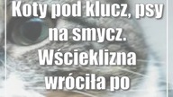 Wścieklizna w Świdniku! Koty pod klucz, psy na smycz.  Wścieklizna wróciła po siedemnastu latach