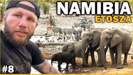 Namibia - Lwy na drodze, słoń zmusił nas do ucieczki Dużo się działo! To jest AFRYKA