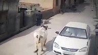 Bardzo agresywna krowa
