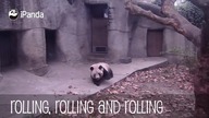 Nie jest łatwo być opiekunem pandy w zoo
