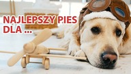Złoty Przewodnik: Wszystko, co Musisz Wiedzieć o Rasie Golden Retriever