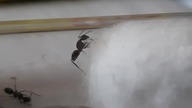Camponotus ligniperda - królowa + potomstwo feat.  robotnica-wariat