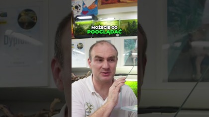 Akwarium DIY Gotowe aranżacje  łatwe i efektowne!