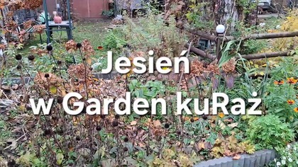 W Garden kuRaż * jesień * 9.  11.  2025