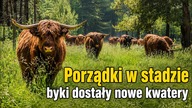 Oddzielamy byki od stada | Przeprowadzka na nowe pastwisko