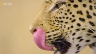 Dzika Botswana: Nowe pokolenie (2019) Lektor PL