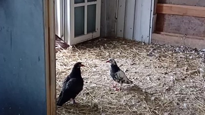 Świąteczna kontrola #pigeon #egzotyka #kabootar #fus #birds #golebie #animals