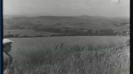 Gromada (1951)