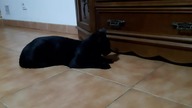Walka z KoKo19