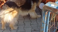 Tina i balon 3