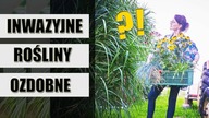 UWAŻAJ co sadzisz w OGRODZIE! 14 inwazyjnych roślin ozdobnych