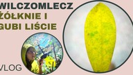 VLOGDlaczego WILCZOMLECZ żółknie i gubi liście? Biały nalot i czarne plamy na liściach