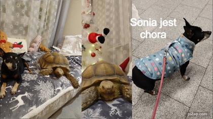 Vlogmas 12 Otwieram kalendarze z żółwiem i wizyta u weterynarza