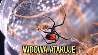 KARMIENIE PAJĄKÓW PO WYLINKACH 