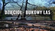 Śpiew Ptaków i Dzięcioł · Na Relaks