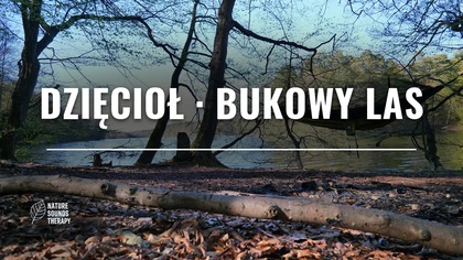 Śpiew Ptaków i Dzięcioł · Na Relaks