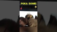 POKA SOWE XD