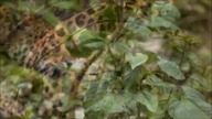 Panthera onca - Jaguars tribute - Paralyser