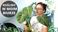 Rośliny domowe w moim biurze.  VLOG Roślinne aktualizacje