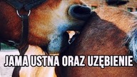 Jama ustna i uzębienie