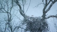 0983 Zwierzęta z Bliska Animal S02E02 Ptaki 720p - CDA