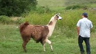 Lama atakuje