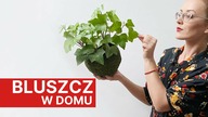 BLUSZCZ w domu  Dlaczego gubi liście? Jak dbać o hederę ?