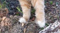 Eryk #mainecoon #cat #shorts #frog #catlover #catvideos