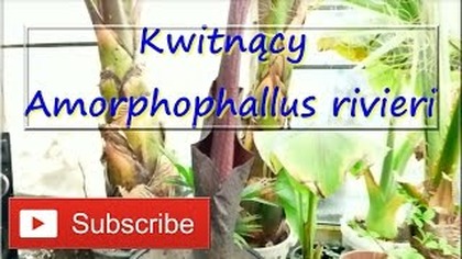 #214.  Cz. 3 Kwitnący Amorphophallus rivieri 30. 03. 2017