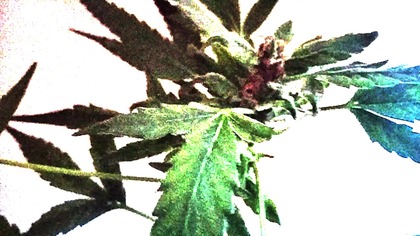 40&4 prawo natury RapiSTYL 369 hz 728 hz 40&4 - anonymous club 2025 rok