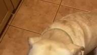 Rubik na Dzień Psa! Pozdrawiamy! Uściskajcie swoje pieski! #pies #labradorretriever