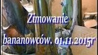 109.  Zimowanie bananowców w piwnicy.  01 11 2015r