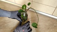 #265 Syngonium, znane również jako zroślicha - rozmnożyłem sobie, zobacz jak?