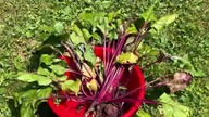 Harvesting our beet root for soup and salad 