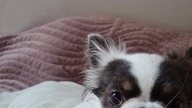 Chihuahua Luna Day 303