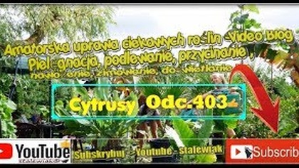 Odc. 403 Uprawa cytryn, pomarańczy.  Cytryna skierniewicka,meyera,pomarańcza tarocco