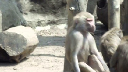 Małpy w warszawskim ZOO 07 2014