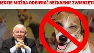 Animalsi będą mogli odebrać każdego psa? Jak groźna jest piątka dla zwierząt? | P.  Kłosiński