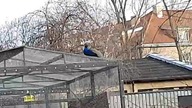 Pawie w Łazienkach Królewskich 