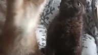 Maine Coon Cats
