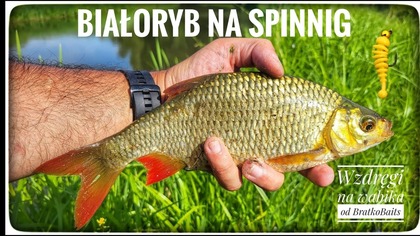 Siamanko
Dziś białoryb na spinning a konkretniej to ruszyłem na wzdręgi.
Bezkonkurencyjną przynęta okazał się wabik 2,5cm od @Bratkobaits 

Zapraszam na materiał z tego dnia

Sprzęt którym łowiłem,
wędka:
Wędka Robinson Trout Area MX Jig 183cm  0,2-2g

kołowrotek:
Robinson Slighter FD 209



Wsparcie kanału:
https://www.youtube.com/channel/UCxnl3R5Coc1qGVoAAYbPeCg/join


Jaskółki, tanty i inne gumy Dominika:
https://bratkobaits.com/

Mega główki trójkątne do jaskółek i nie tylko od Marcina:
https://www.facebook.com/Marcin.Kotowski.Fishing

Główki wolframowe pod białoryb I nie tylko od Kuby:
https://www.facebook.com/groups/558125049590761/?refshare

Mega agrafki i systemiki do jig-riga Bartka:
https://www.facebook.com/bartosz.frodyma

Stacjonarnie w Kielcach:
https://www.facebook.com/p/CarpVigopl-Kielce-61558354131632/?_rdr

Sklep Deeper:
https://www.deepersonar.com/


Grupa na facebooku:
https://www.facebook.com/groups/564406027482603/

Instagram:
ckfishingteam
TikTok:
https://www.tiktok.com/@ck_fishing_team_yt

Współpraca 
wspólne wędkowanie 
pytania 
chcesz pochwalić się zdobyczą 
     pisz śmiało 

ck.fishing.team@gmail.com

#wzdręgi #spinning #białoryb