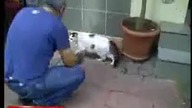 Kot vs rotweiler