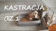 Kastracja cz.1- po co kastuje się króliki?, zmiany w zachowaniu Tuptusia