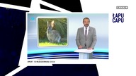 Łapu Capu (21 października 2024)