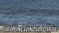 Niewiarygodne Fakty O Pingwinach, W Które Nie Uwierzysz! pt4