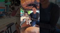 Psy w azjatyckim tuk tuku