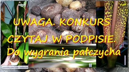 UWAGA KONKURS.  DO wygrania-- BULWA PAŁCZYCHY KROPLISTEJ Sauromatum venosum